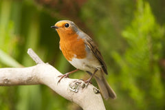 Binoclul exploratorului cu busola